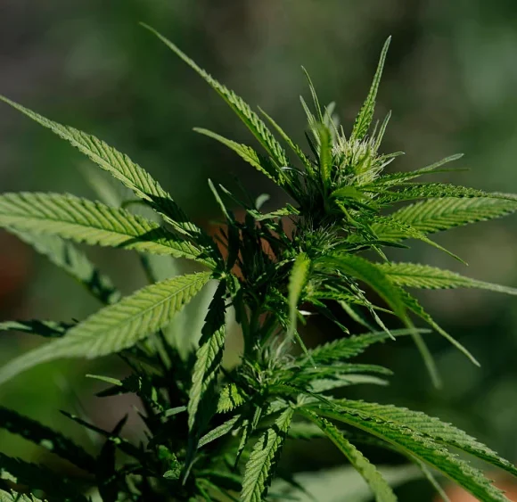 Trump eases marijuana regulations amid industry backing, Catholic concerns